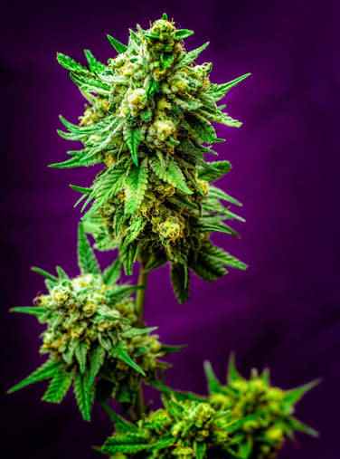 Micky Kush TGA Subcool Seeds
